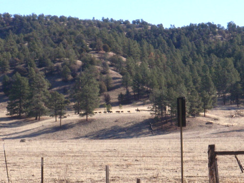 I watch a Vaquero round up some cattle.